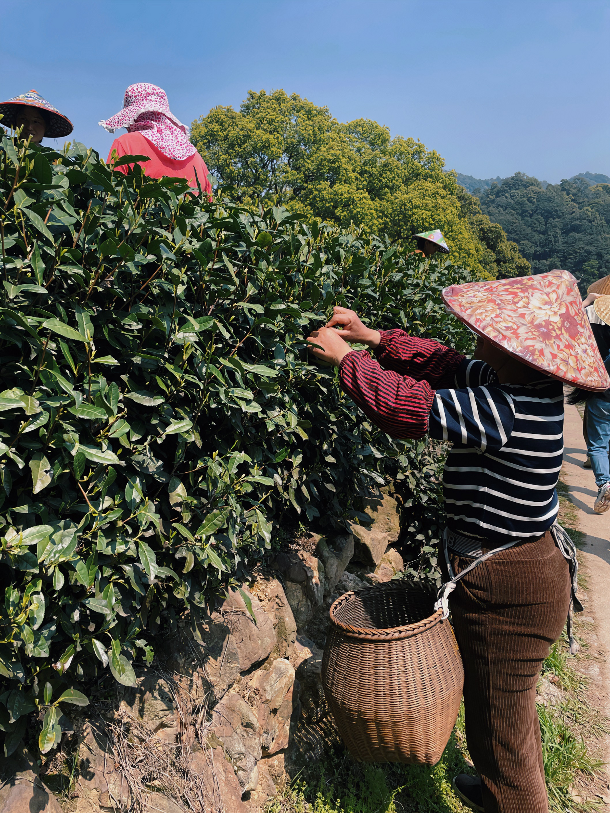 尊龙凯时(中国)人生就是搏!集团国贸六部联合举办“以茶之名”茶酒文化交流活动